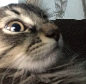 Meet your Posher, Sabri